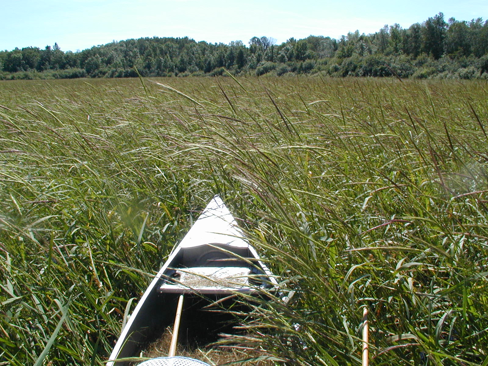 Harvesting Wild Rice Curb 2014