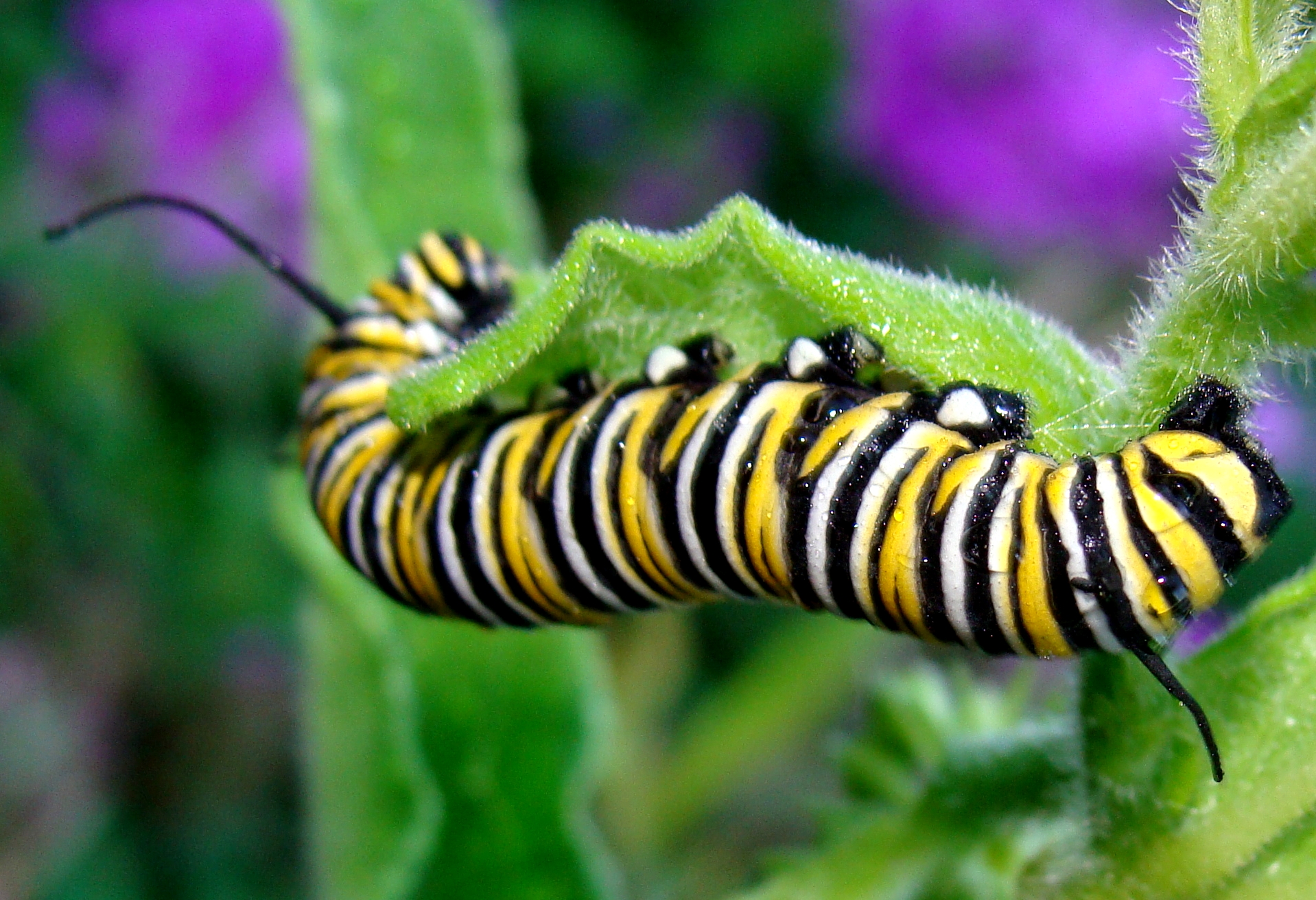 Meet Stretch - The Munching Machine Caterpillar! - Monarch Butterfly USA