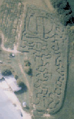 Henry's Amazing Corn Maze