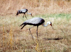 two cranes