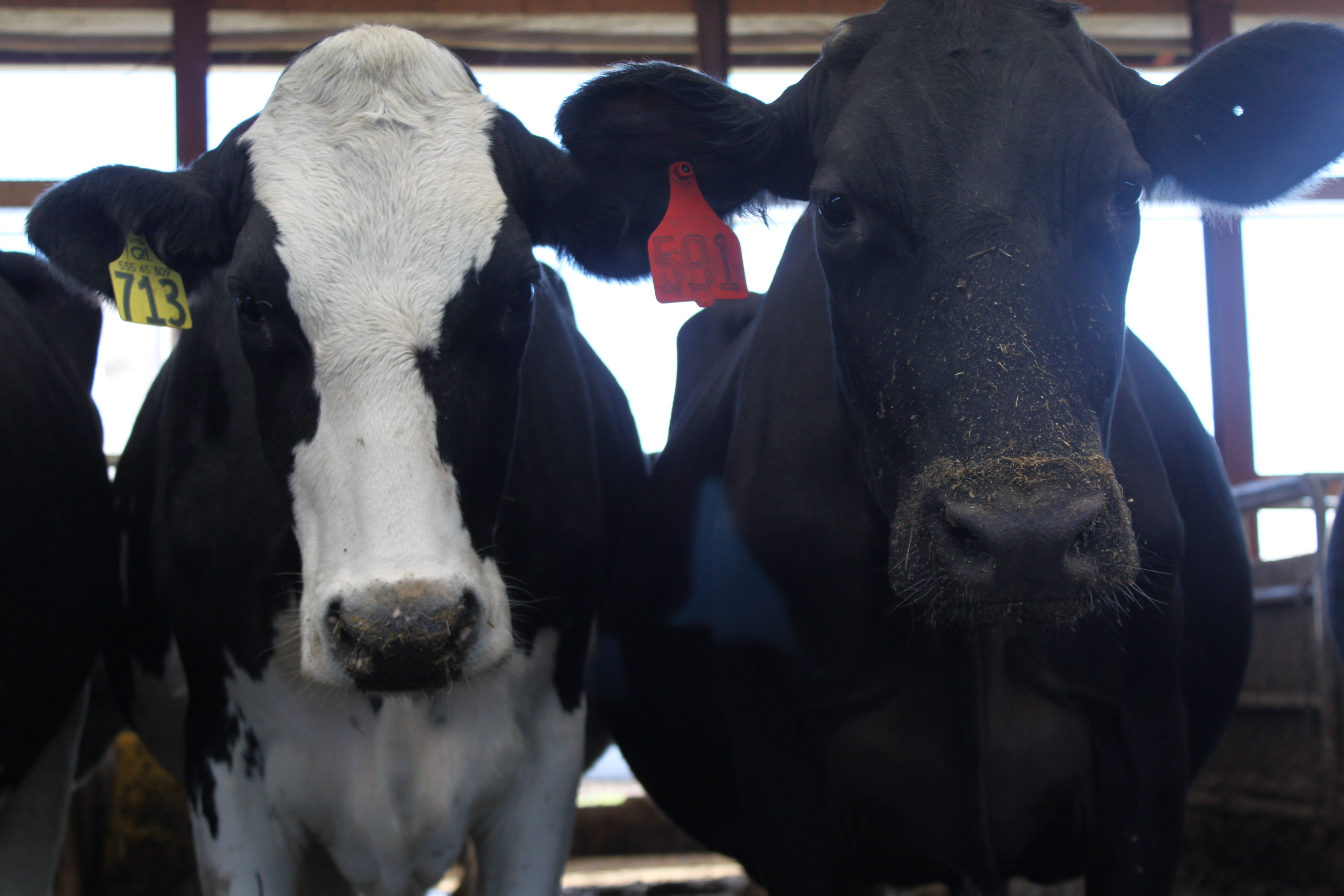 Making Milk: How sassy cows create creamy bliss