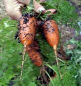 Kip Jacobs unearths carrots
