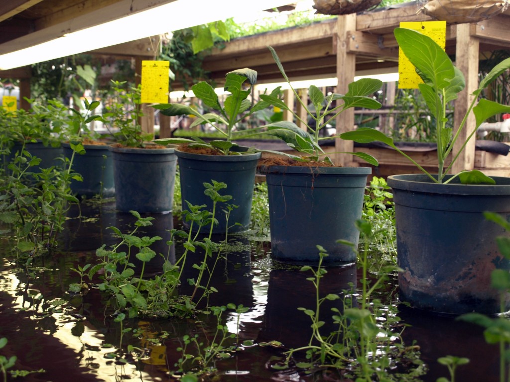 Rows of plants in Growing Power's greenhouse