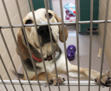 Dane County Humane Society Creates Safe Haven for Animals