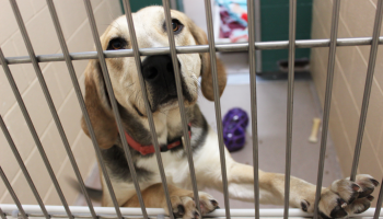 Dane County Humane Society Creates Safe Haven for Animals