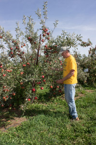 Matt Sutter picking apples