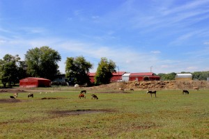 farm pasture with animals