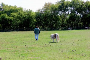 Stillman on farm with horse