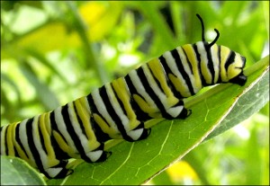 A monarch caterpillar munches on milkweed, the only food it can eat. Photo by Virginia Arboretum, via Flickr/Creative Commons.