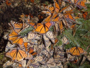 Thousands of monarchs in Mexico live as clusters on oyamel firs, their preferred winter habitat. Photo by Robert Wiedenmann.