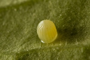 The monarch’s egg, about the size of a pinhead, includes all of the genes that will trigger its miraculous change into an adult butterfly. Credit: Eric Heupel, via Flickr/Creative Commons.