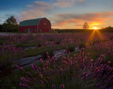 lavender farm summer