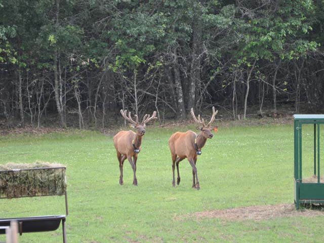 Two bull elk.
