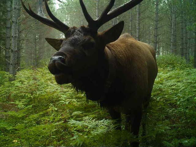 A bull elk near Clam Lake.