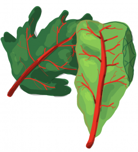 Illustration of kale