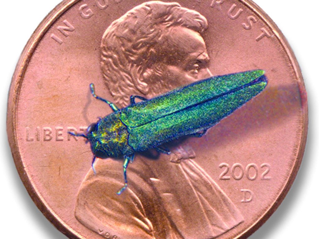 An adult emerald ash borer is shown on top of a penny for size comparison. Credit: Wikimedia Commons