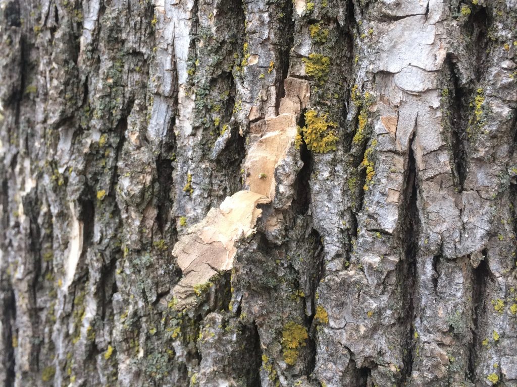Ash bark chipped by a woodpecker is a potential sign that the tree is infested with emerald ash borer larvae underneath the bark. Photo by Max Witynski
