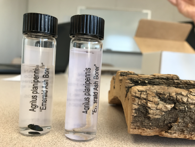 Adult and larva emerald ash borer sit in tubes beside a piece of bark into which the beetle has tunneled. Photo by Natalie Yahr
