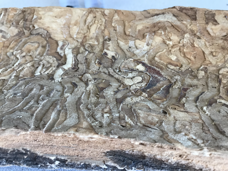 Emerald ash borer tunnels, known as "S-shaped galleries" damage the cambium, a layer of wood beneath the bark, as the larvae feed.